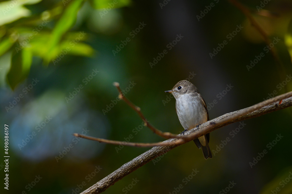 Asian Brown Flycatcher bird Asian Brown Flycatcher bird