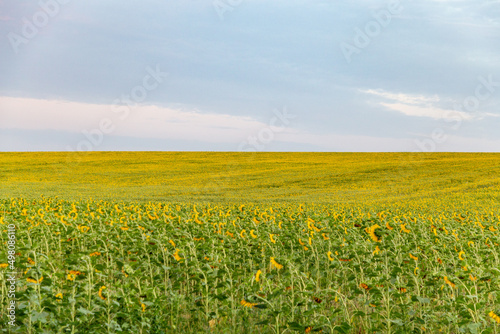 Field of sunflowers in summer © Anton Buymov