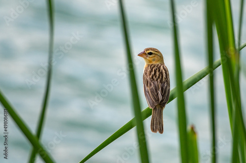 Asian Golden Weaver. photo