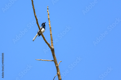 Oriental magpie robin bird