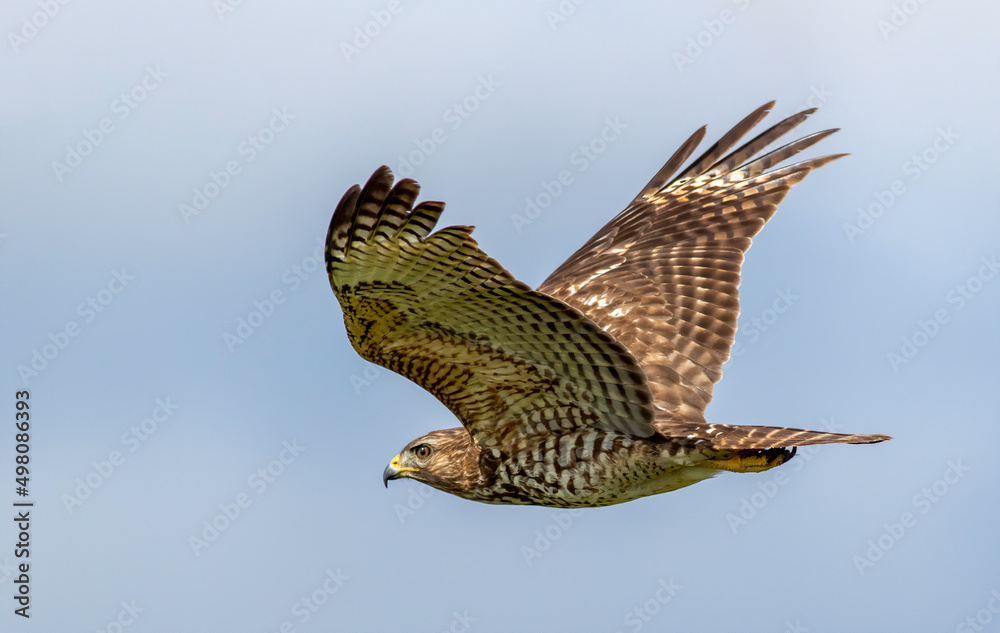 Fototapeta premium A red-shouldered hawk flying in the blue sky 