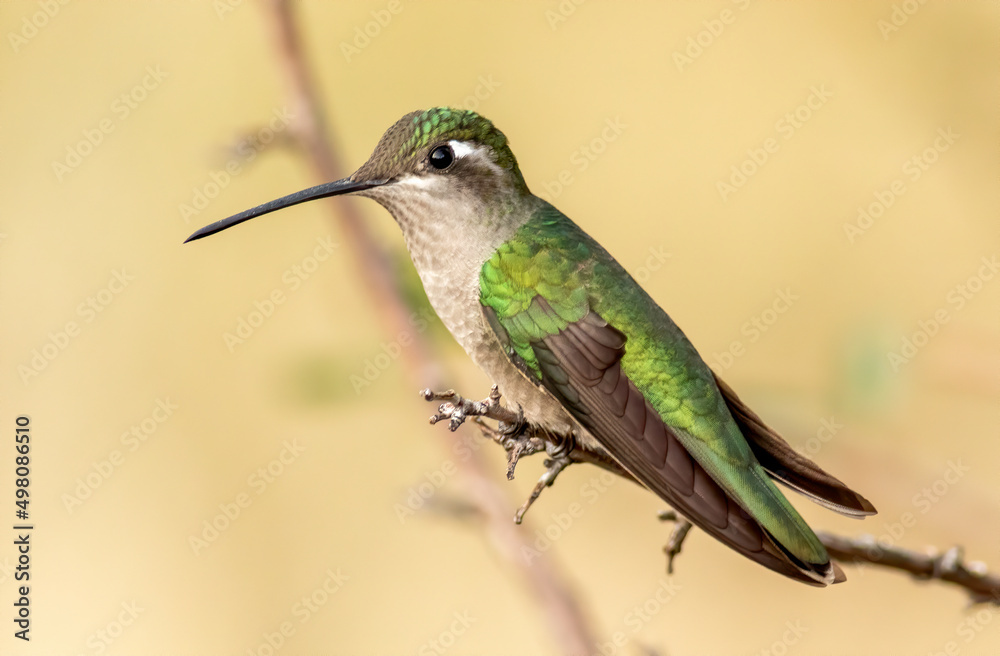 Fototapeta premium A female Rivoli's magnificent hummingbird perched on a tree limb. 