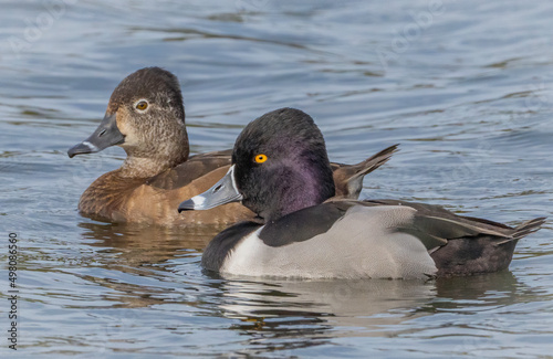 A male and female ring-necked duck swim side by side on a lake.  photo