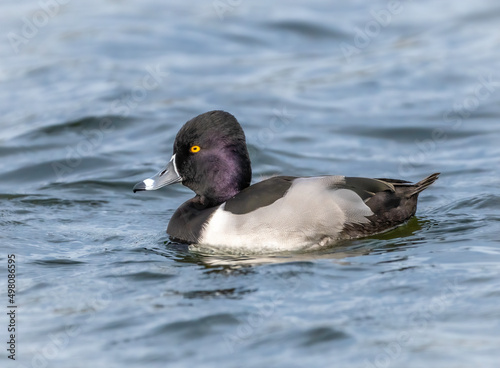 A male ring-necked duck drake floats on a lake. 