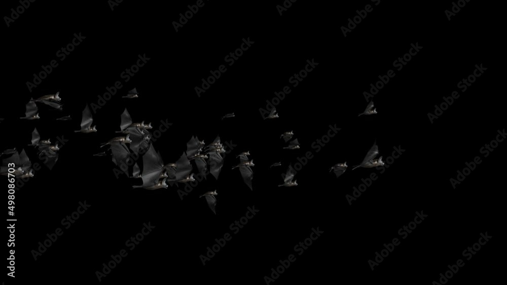 Bats Halloween birds green screen footage loop animation. Halloween party celebration. Flittermouse night creatures. Silhouettes flying bats vampire. Nightmare, fantasy, Magic, hell, ghost, murder.