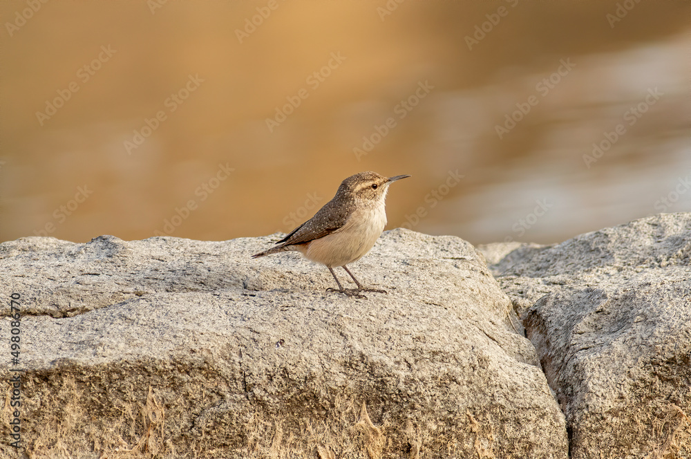 A rock wren perched on a large rock