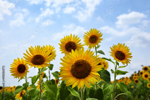 SUNFLOWER