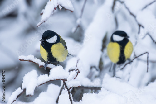Great tits in the middle of snowy branches in wintry boreal forest 