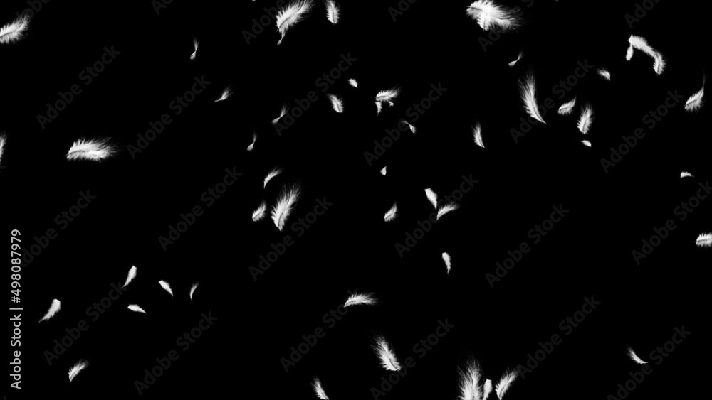 Beautiful white feathers explode in the air and then slowly falling down Loop Backgrounds. commercial advertisement, promo, presentation, happy holidays greetings, special occasions, wedding, romantic
