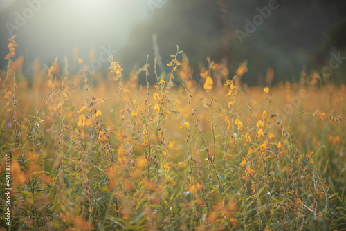 Sunhemp flowers in the field. Blurred and soft focus of Sunhemp field with copy space and text.