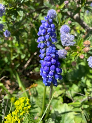 Blue grape hyacinth  Spring