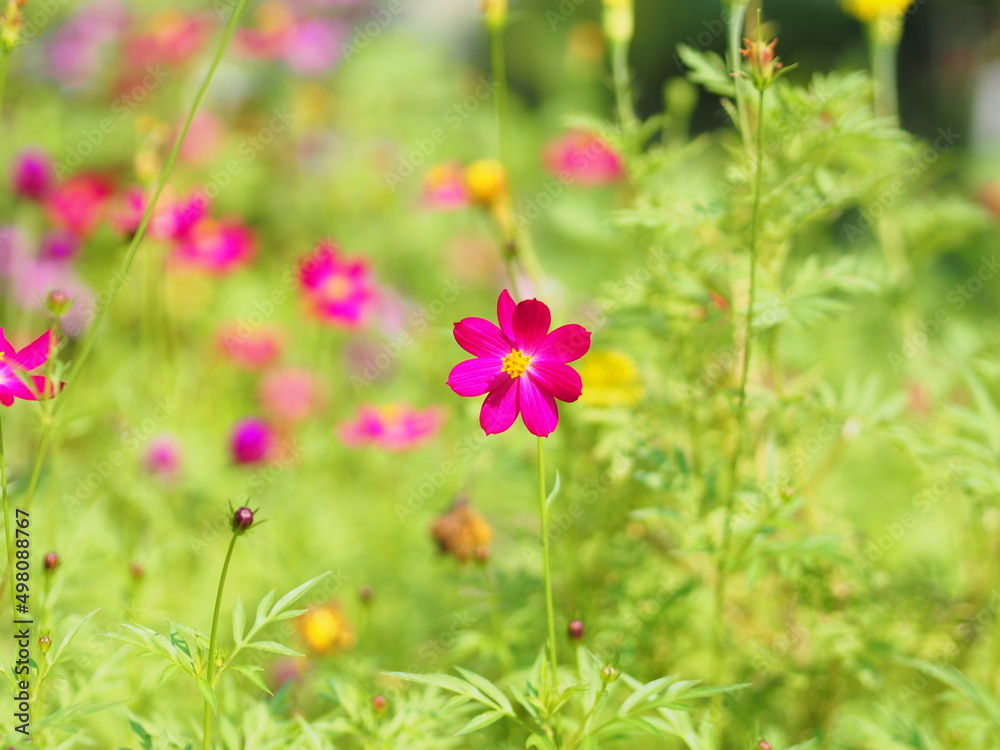 pink cosmos flower is blooming in the garden