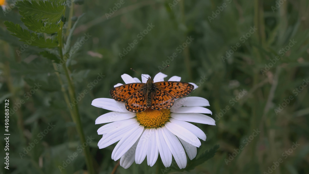 A beautiful chamomile grows in a field and insects crawl on it. CREATIVE. A flower with white petals and a yellow center. Insects are on the flower. The wind blows a flower growing in a clearing