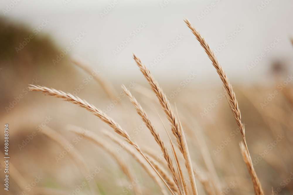 Obraz premium a field with golden ears of wheat on a hot summer day