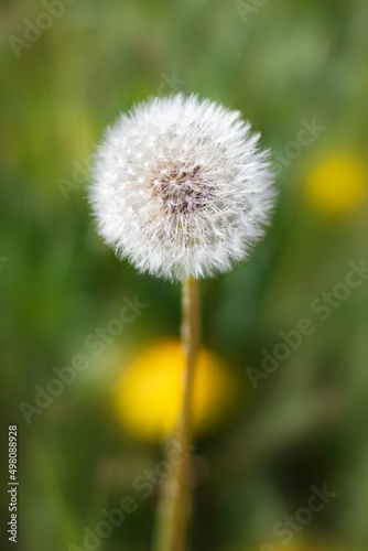 Closeup of dandelion seeds in a farm Italy