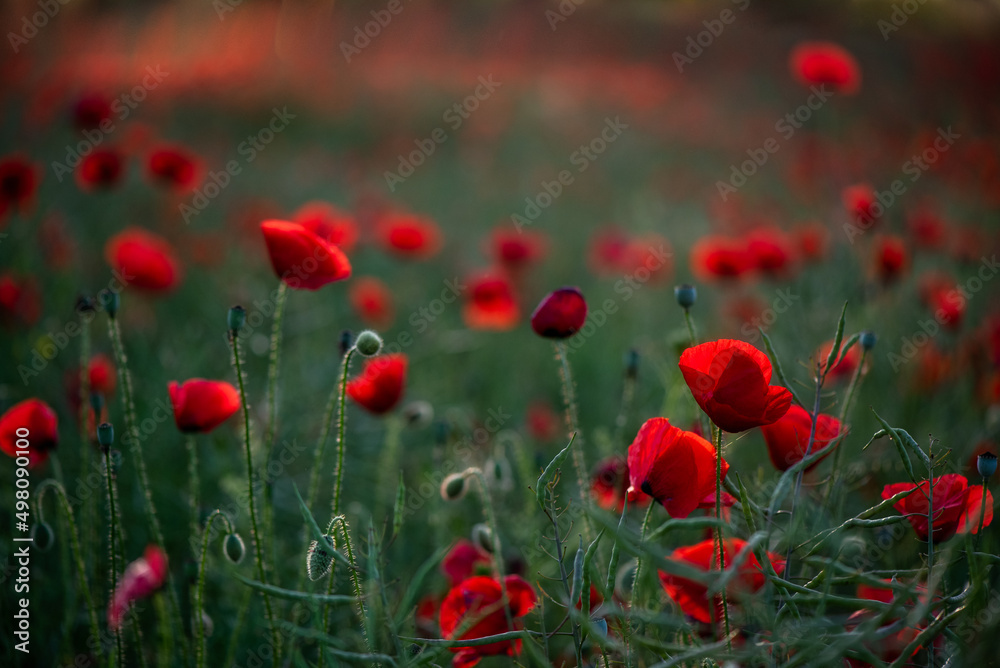 Fototapeta premium Beautiful red poppy flowers on green fleecy stems grow in the field. Scarlet poppy flowers in the sunset light. 