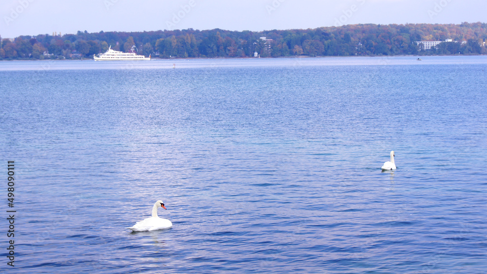 Fototapeta premium KONSTANZ, GERMANY - 14 OCT 2015: Two white swans on the move on Lake Constance