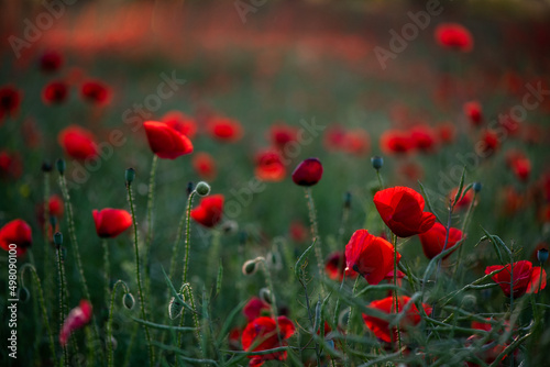 Beautiful red poppy flowers on green fleecy stems grow in the field. Scarlet poppy flowers in the sunset light. 