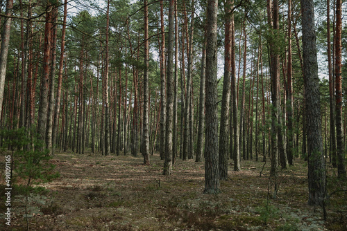 forest in the morning light on spring ukraine