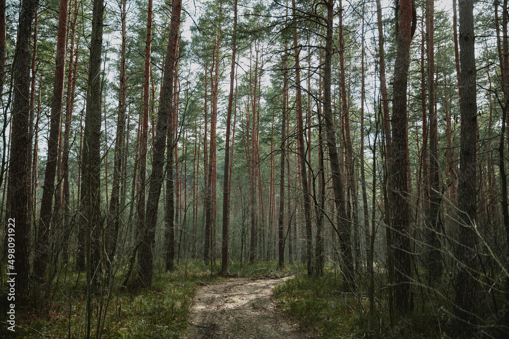 forest in the morning light on spring ukraine forest in the morning light on spring ukraine