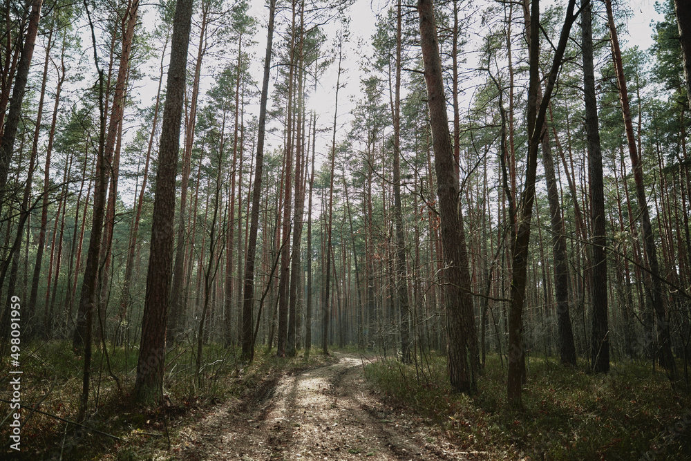 forest in the morning light on spring ukraine forest in the morning light on spring ukraine