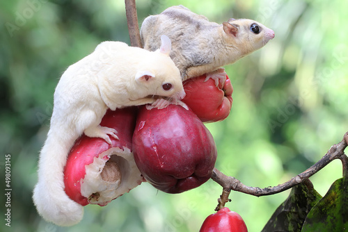 Two young sugar gliders are eating a pink malay apple. This mammal has the scientific name Petaurus breviceps.