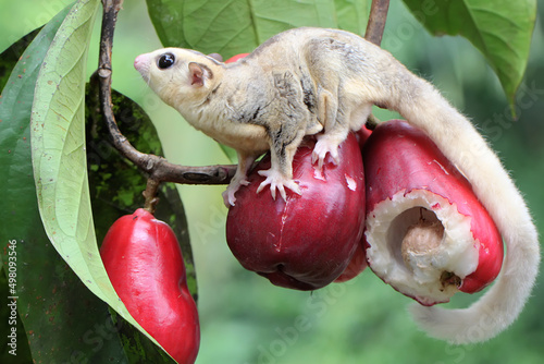 A young mosaic sugar glider eating a pink malay apple. This mammal has the scientific name Petaurus breviceps.