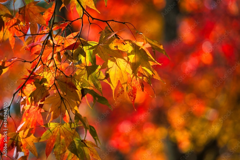 紅葉 紅葉