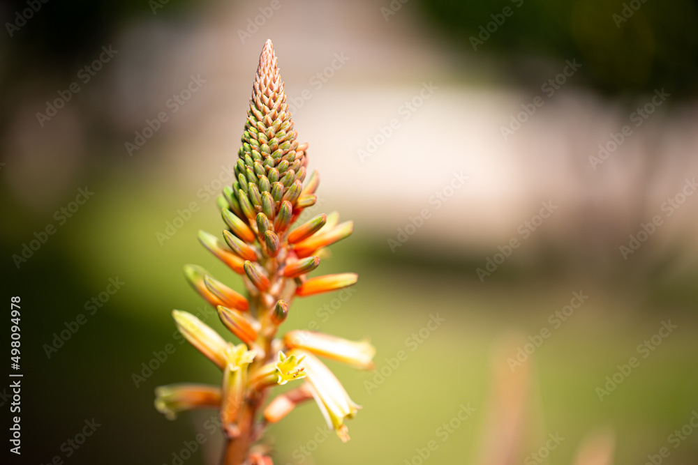 Aloe vera plant flower selective focus on blurred isolated background. Impressive background photo of aloe vera flower in daylight. Aloe vera plant flower selective focus on blurred isolated background. Impressive background photo of aloe vera flower in daylight.