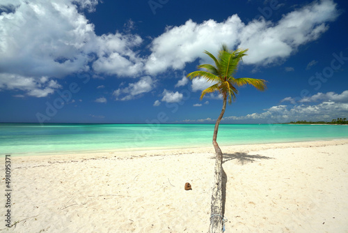 romantic and lonely tropic beach with unique palm