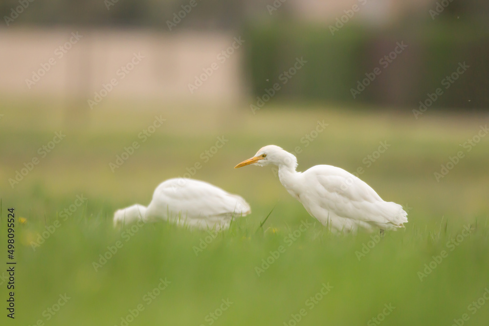 Cattle egret (Bubulcus ibis) small white heron with orange bill and black legs feeding on insects in the green meadow in spring, family Ardeidae Cattle egret (Bubulcus ibis) small white heron with orange bill and black legs feeding on insects in the green meadow in spring, family Ardeidae