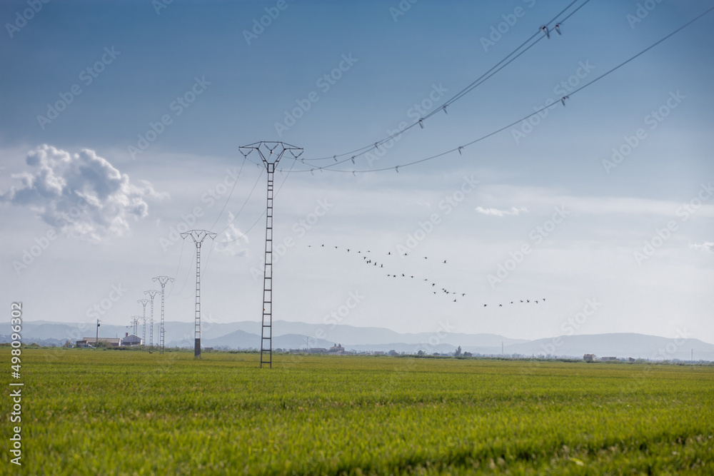 Postes de luz eléctrica sobre campos de arroz en la Albufera de Valencia, España, con aves volando al fondo Postes de luz eléctrica sobre campos de arroz en la Albufera de Valencia, España, con aves volando al fondo