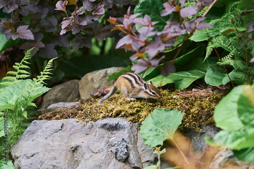 Small cute chipmunk with curious look closeup. photo