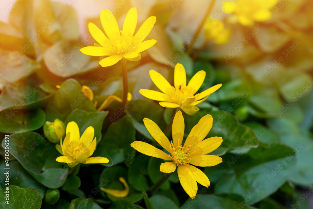 Caltha palustris - marsh plant with yellow petals. Caltha palustris - marsh plant with yellow petals.