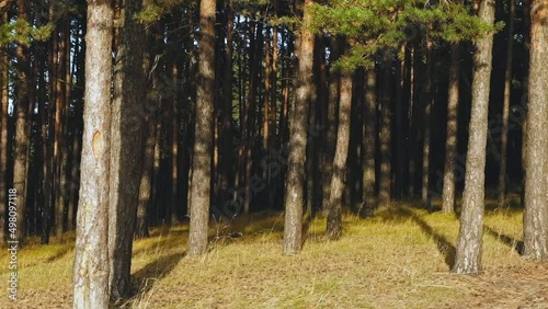 A pine with green needles stands motionless in the wilderness of the same pines