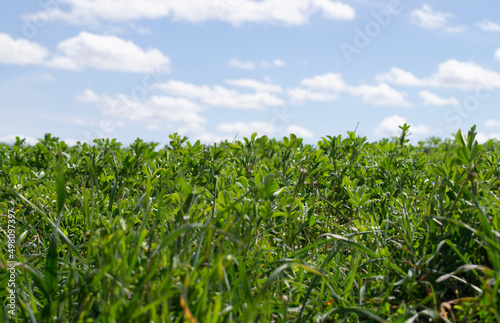 Vista de brote de cultivos en un prado.