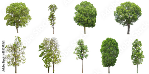 set of green tree side view isolated on white background for landscape and architecture drawing, elements for environment and garden