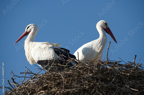 Enfin le printemps est de retour en Alsace en témoignent ces deux cigognes juchées sur leur nid fait de multiples branchages