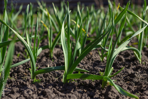Young shoots of garlic on the field on a spring sunny day