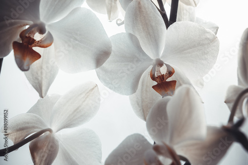 White orchid flowers on white background  close up. Background from Phalaenopsis orchid for poster  calendar  screensaver  wallpaper  postcard  banner  cover  website. A place for your design or text