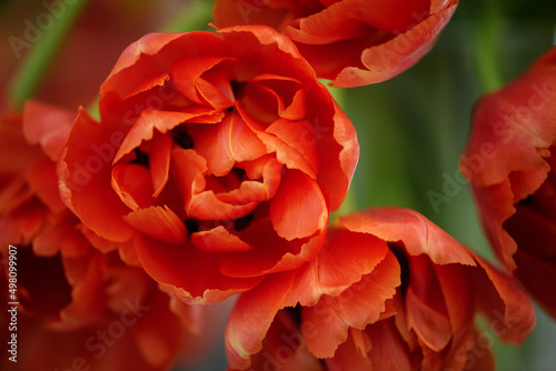 Tableau sur toile Opened tulip bud close up.