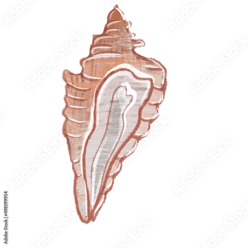 illustration of a seashell in pencil. sketch drawing. sea