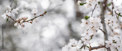 Fototapeta Naklejka Na Ścianę i Meble -  Kwitnące wiosenne drzewka śliwki mirabelki. Kwitnące drzewo wiosną w sadzie.