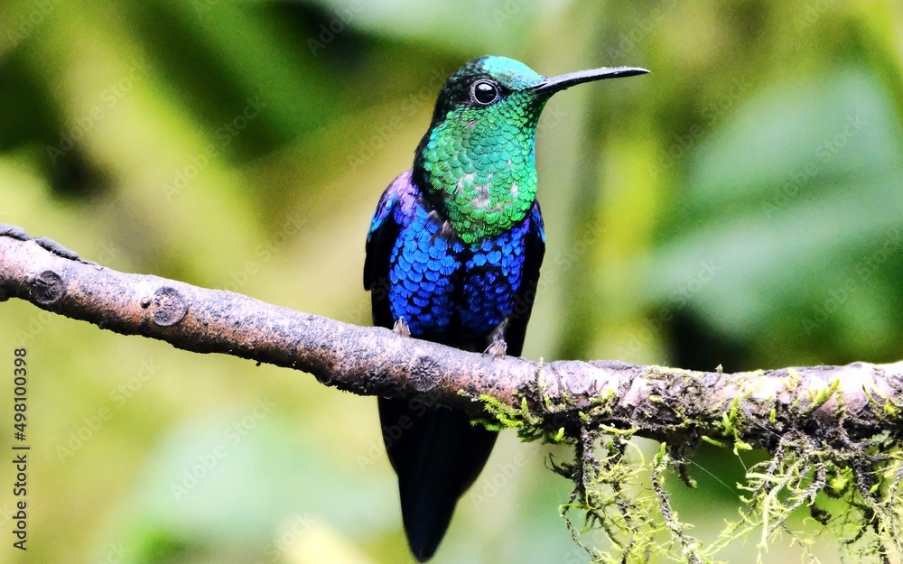 kingfisher on a branch kingfisher on a branch