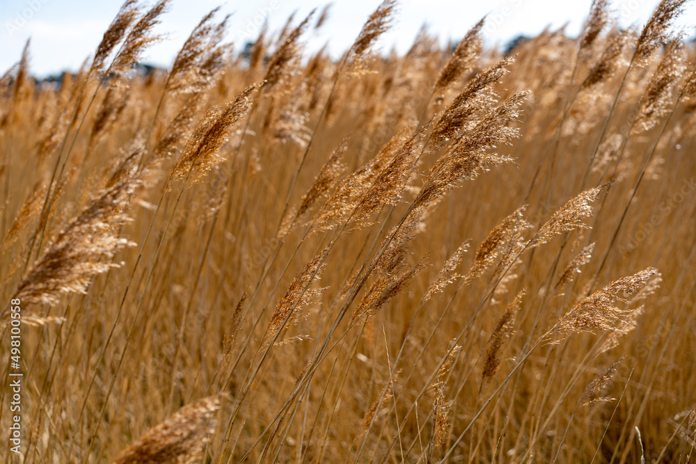 Fototapeta premium River Reeds Holes Bay At Sunset