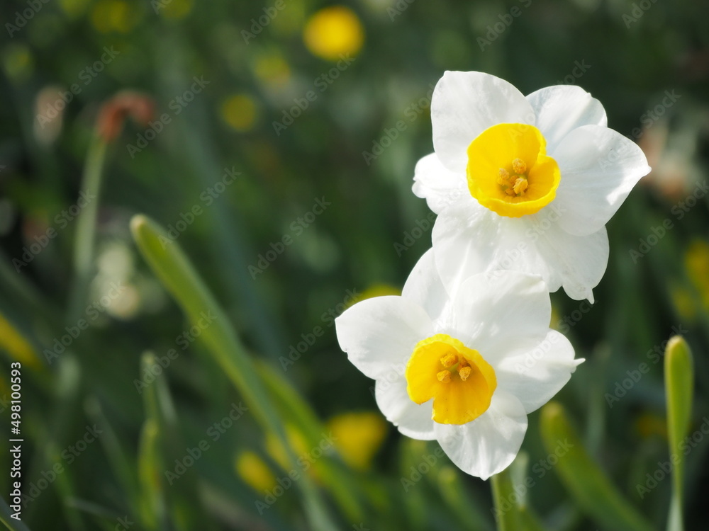 Obraz premium 可憐に咲く水仙の花