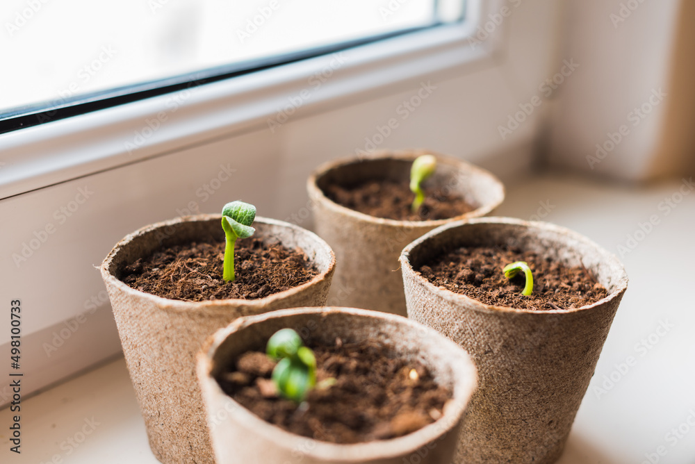 Young zucchini seedlings on the windowsill Young zucchini seedlings on the windowsill