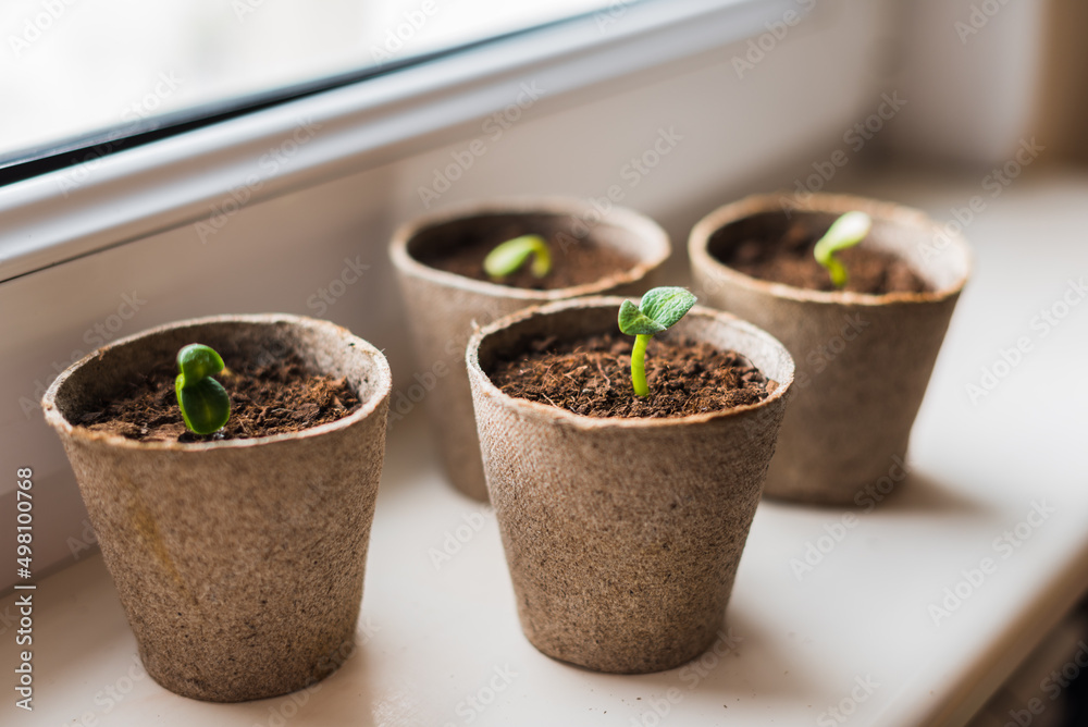 Young zucchini seedlings on the windowsill Young zucchini seedlings on the windowsill