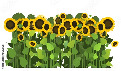 Sunflower grows in the field. Harvest agricultural plant. Food product of sunflower oil production. Farmer farm illustration. Object isolated on white background. Vegetable garden cultivation. Vector