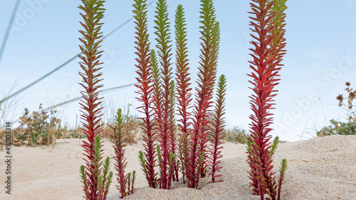 Euphorbia paralias plant, beach spurge, sea spurge, spurge photo